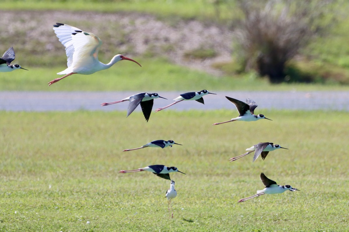 Black-necked Stilt - ML643393844