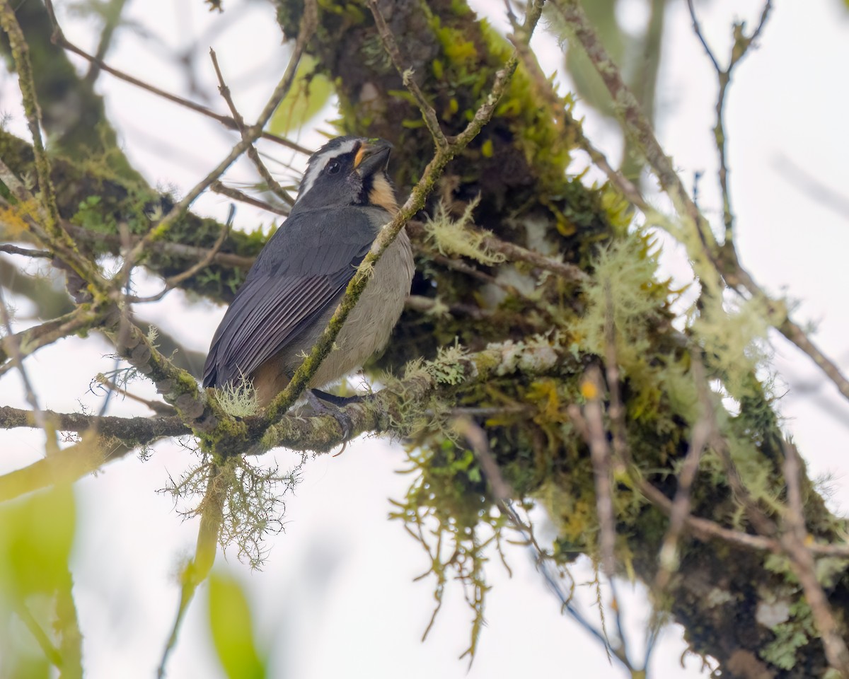 Thick-billed Saltator - ML643393853