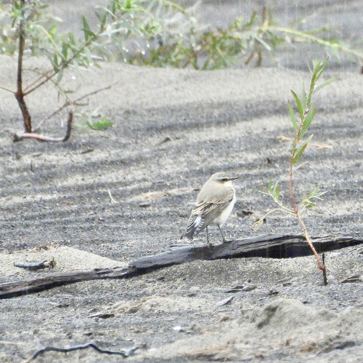 bělořit šedý - ML643393864