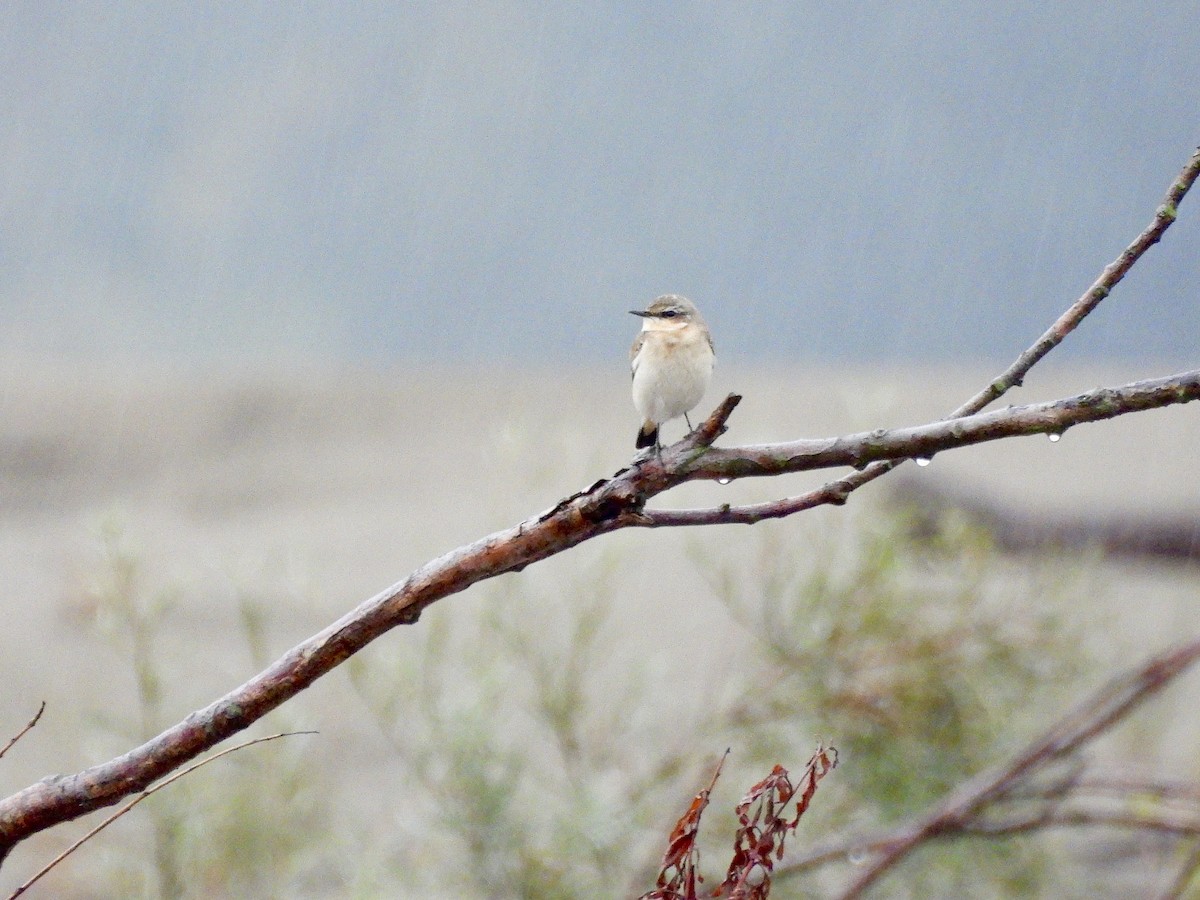 bělořit šedý - ML643393865