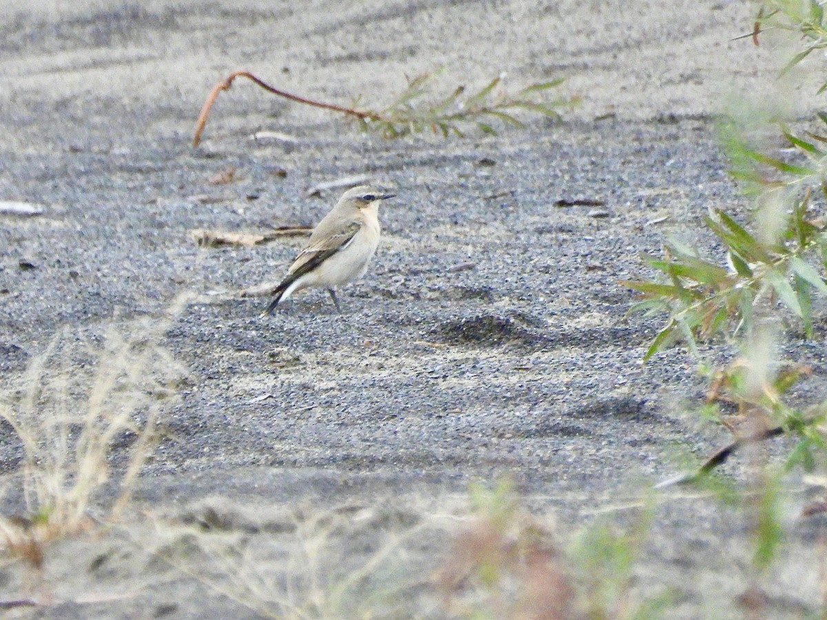 bělořit šedý - ML643393866