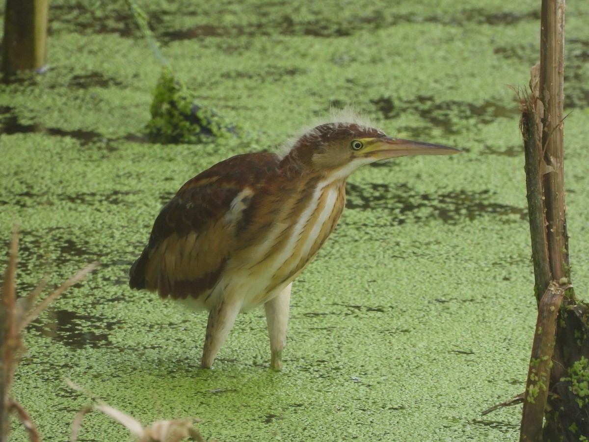 Least Bittern - ML643393870