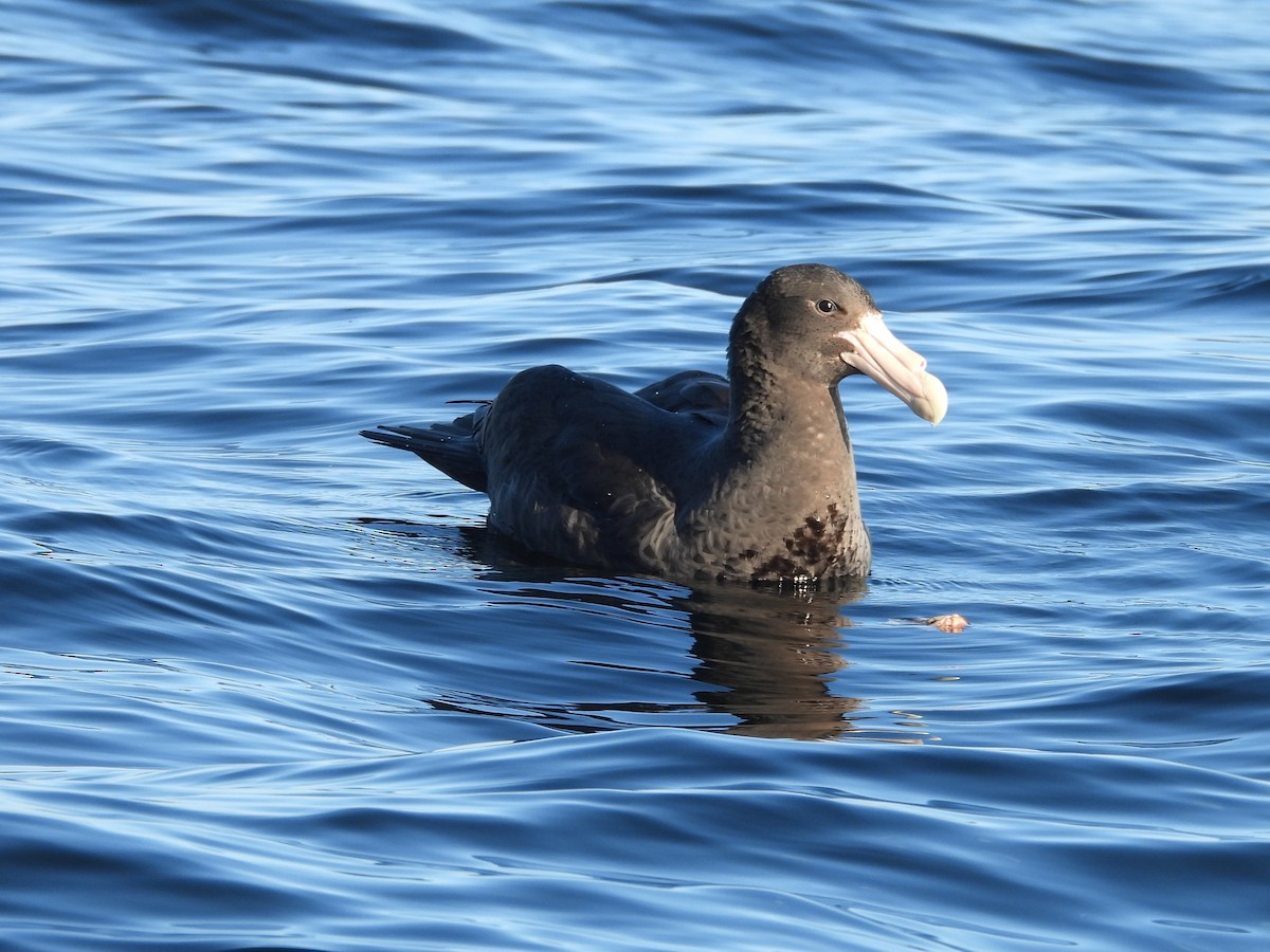 Southern Giant-Petrel - ML643393884