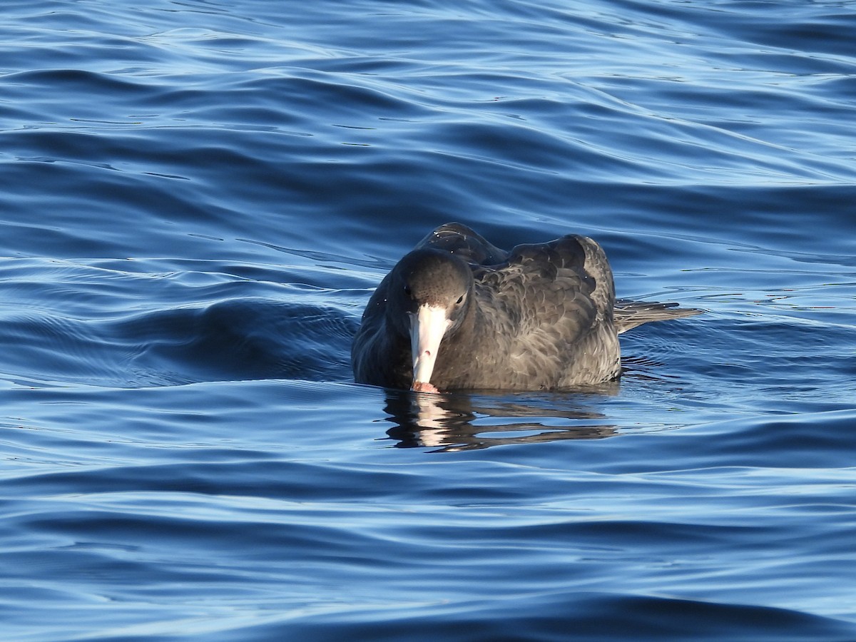 Southern Giant-Petrel - ML643393893
