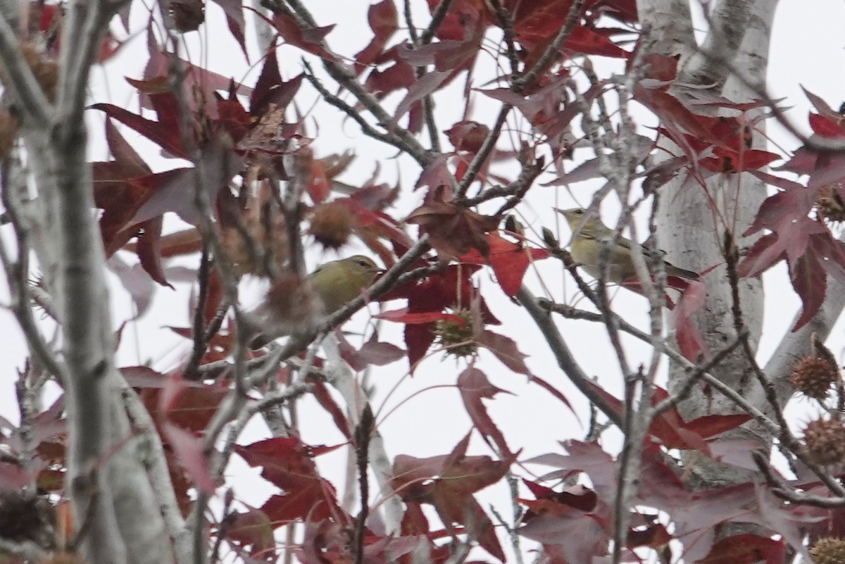 Tennessee Warbler - ML643393904