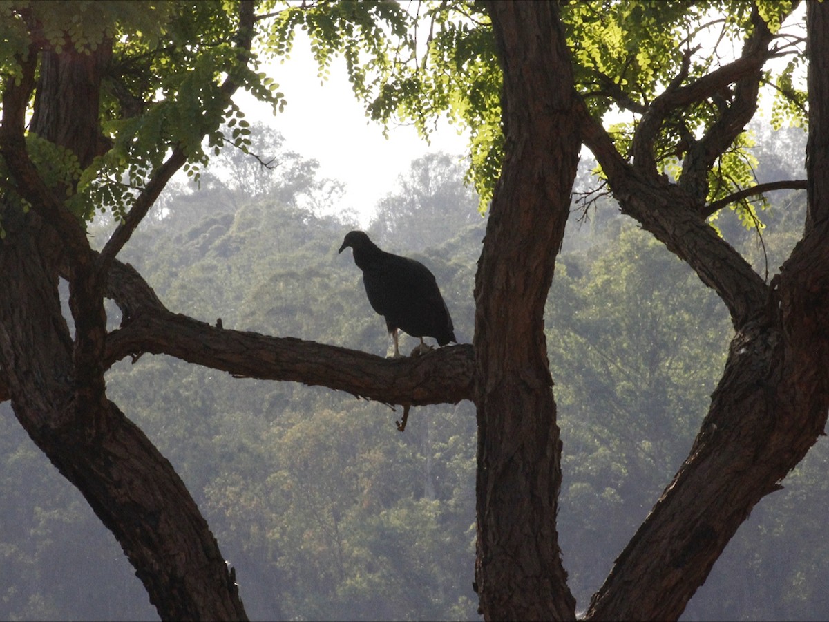 Black Vulture - ML643393907