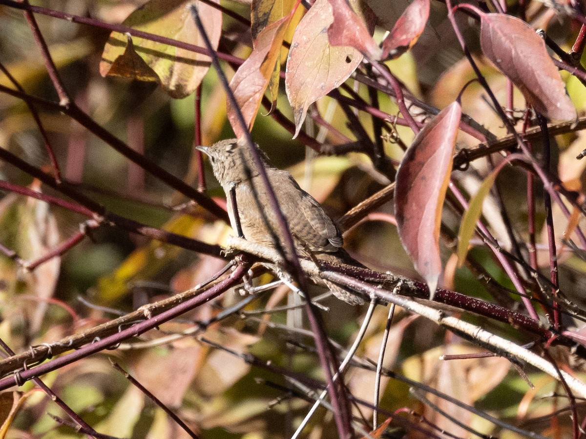 Northern House Wren - ML643393914