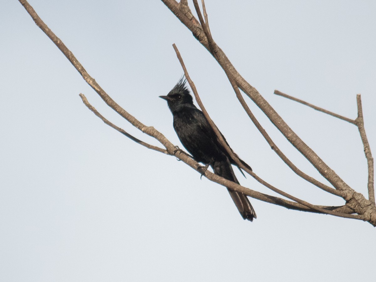 Crested Black-Tyrant - ML643393917