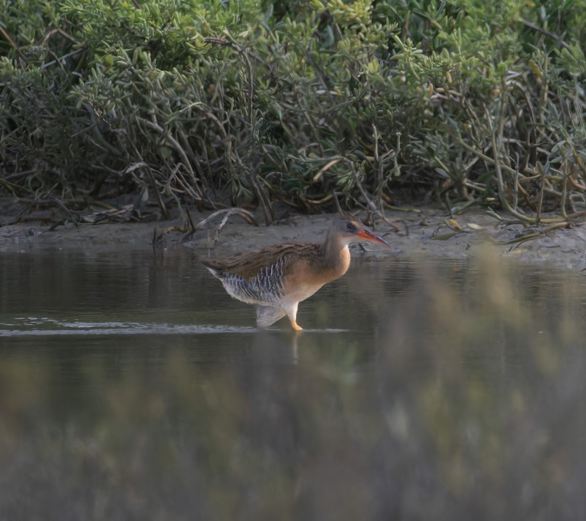 Mangrove Rail - ML643393918