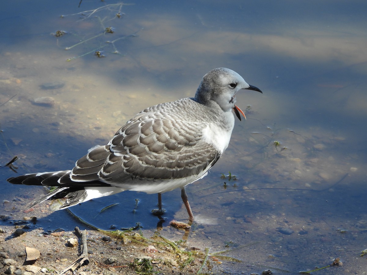 Sabine's Gull - ML643393924