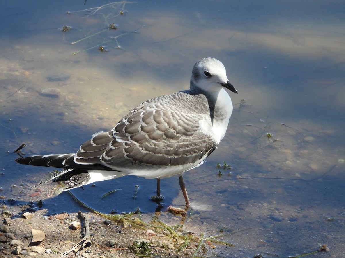 Sabine's Gull - ML643393925