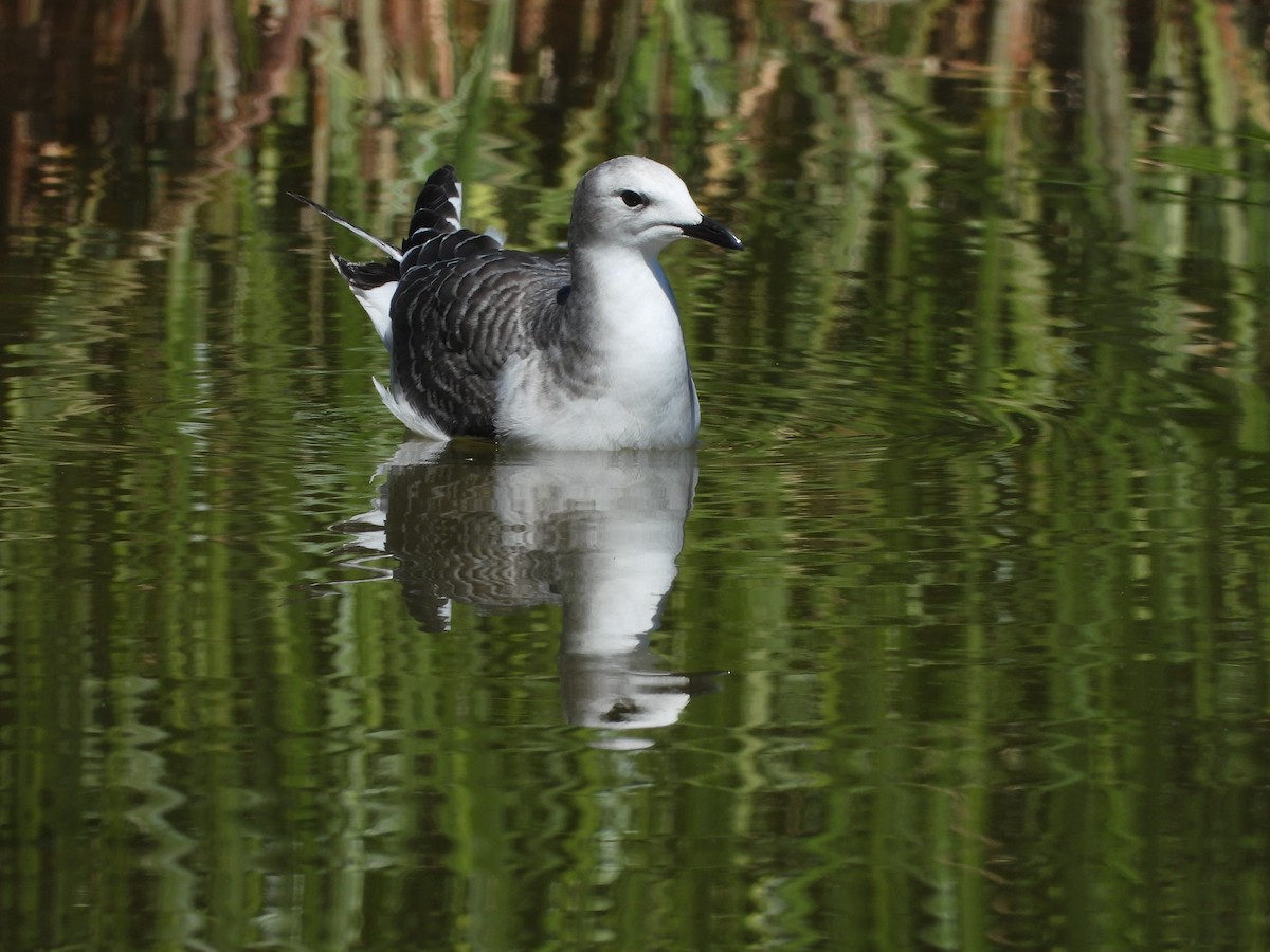Sabine's Gull - ML643393926