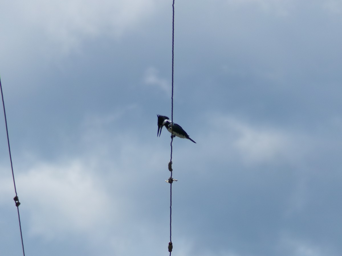 Amazon Kingfisher - ML643393933