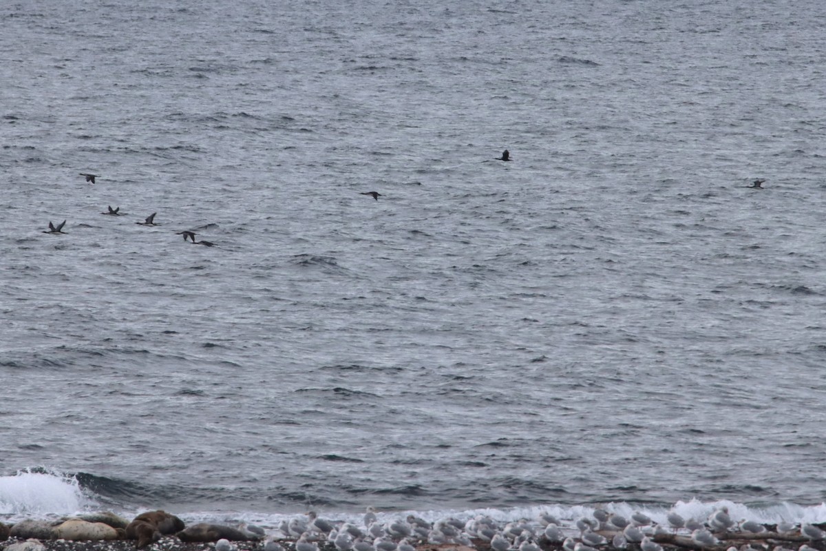 Pacific Loon - ML643393934