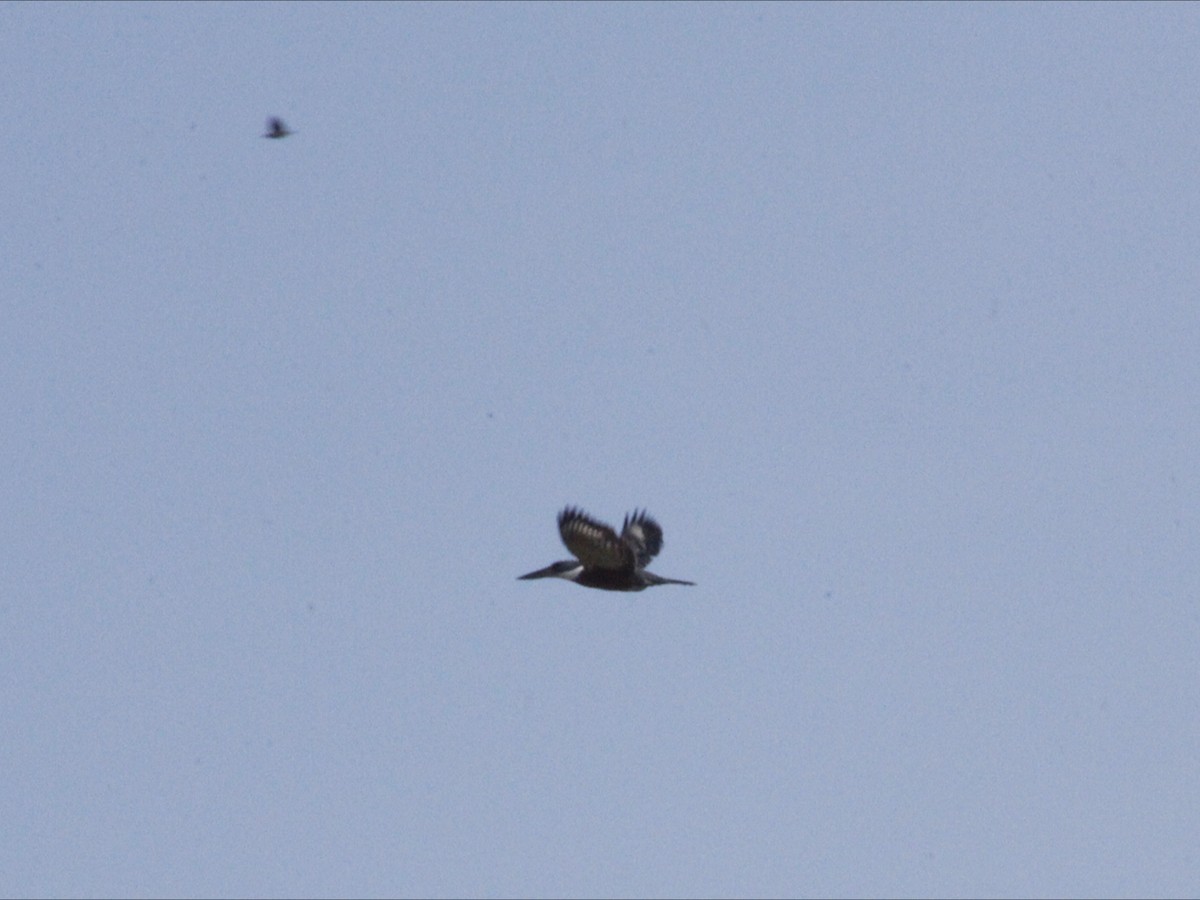 Ringed Kingfisher - ML643393940