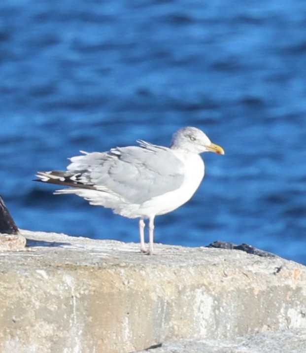 American Herring Gull - ML643393941