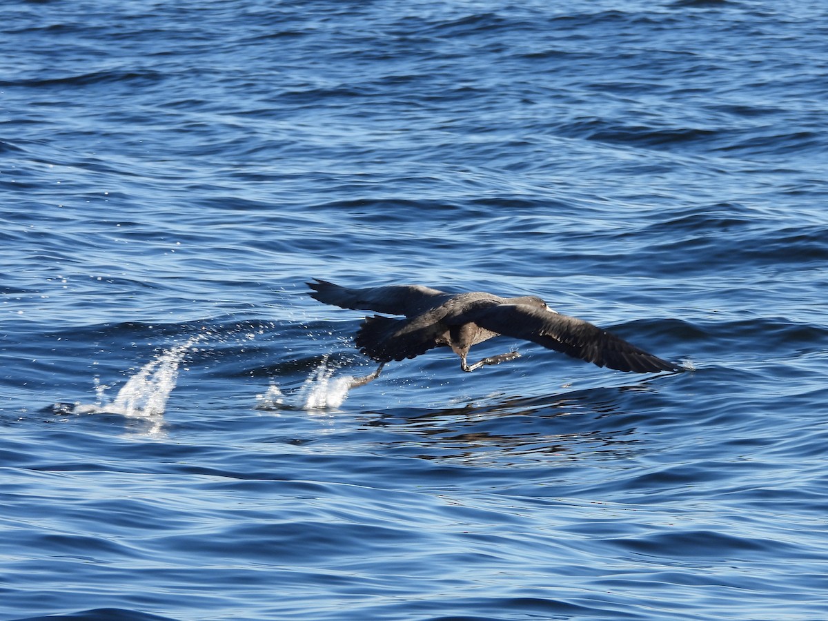 Southern Giant-Petrel - ML643393947