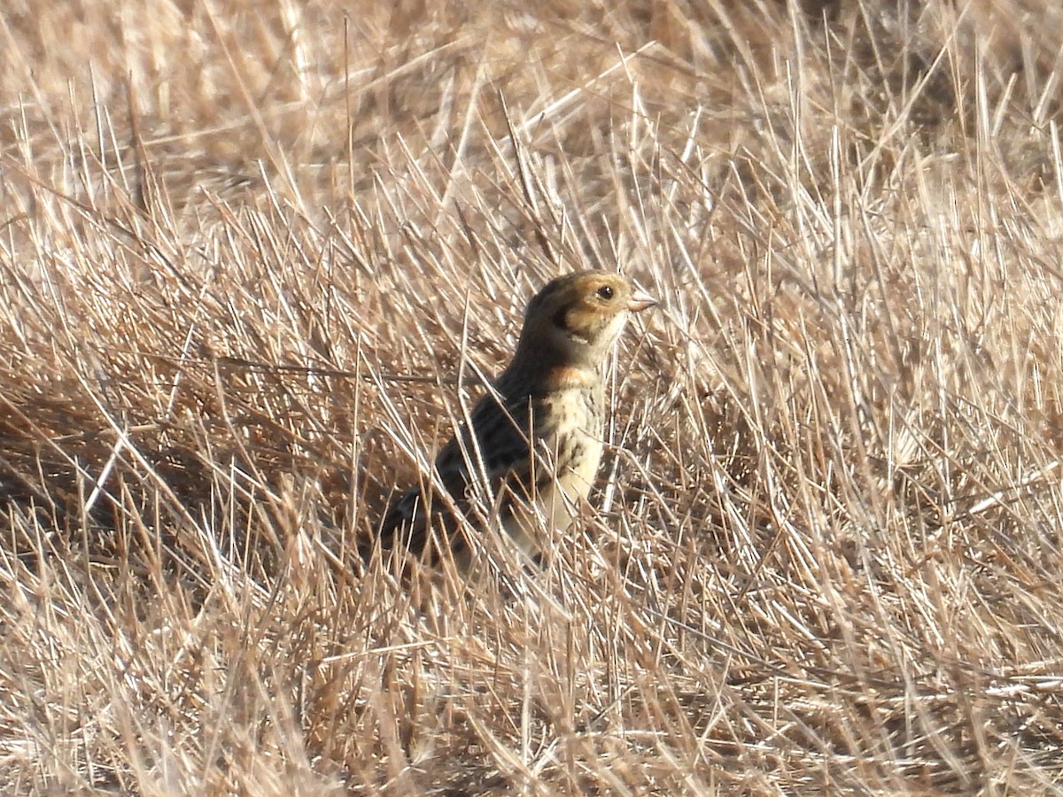 Lapland Longspur - ML643393965