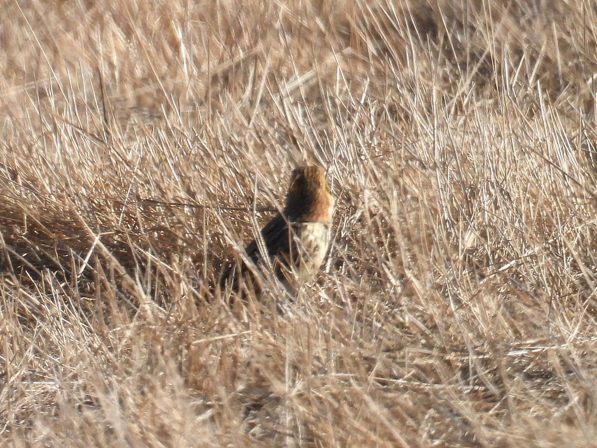 Lapland Longspur - ML643393966