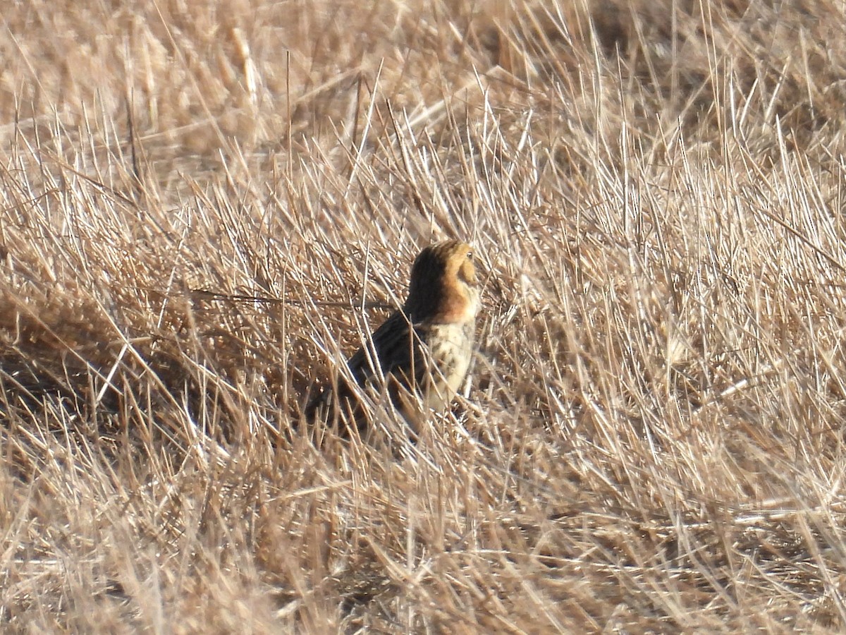 Lapland Longspur - ML643393967