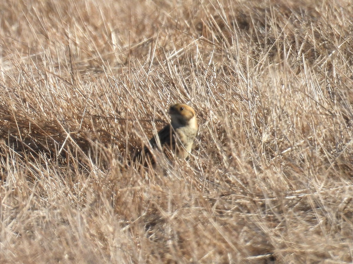 Lapland Longspur - ML643393968