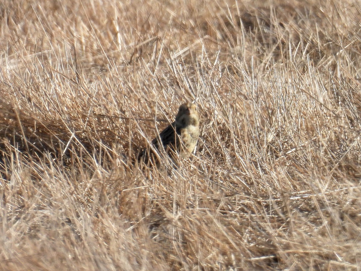 Lapland Longspur - ML643393969