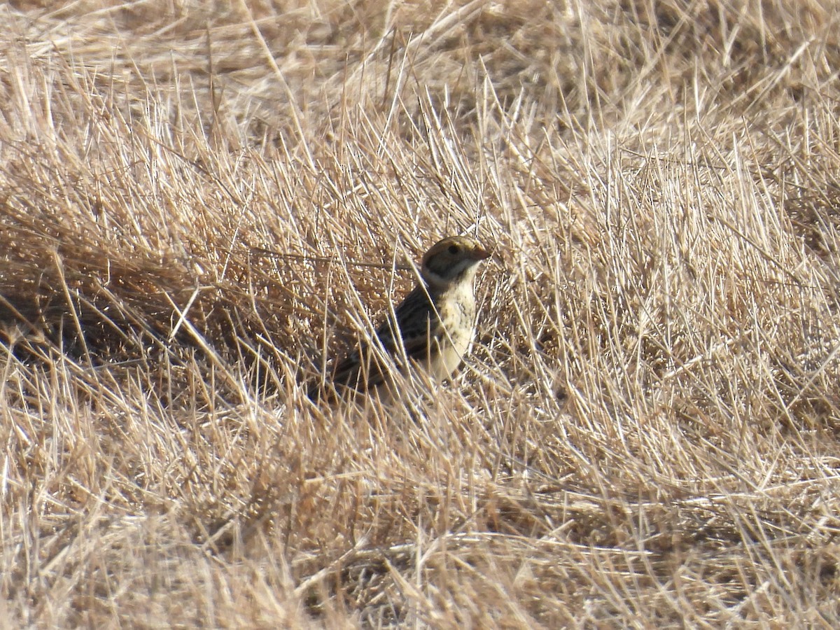 Lapland Longspur - ML643393970
