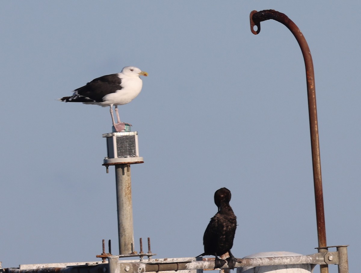 Great Black-backed Gull - ML643393977