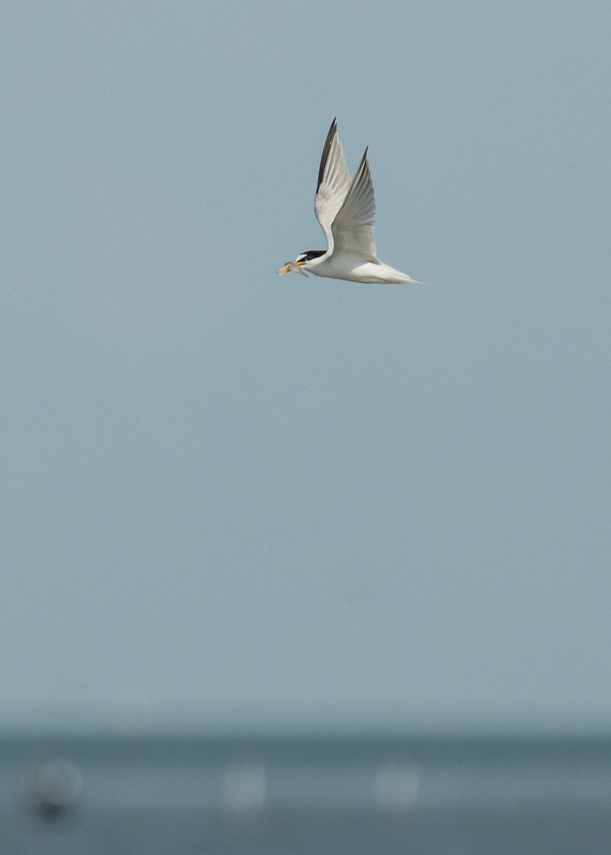 Least Tern - ML643393983