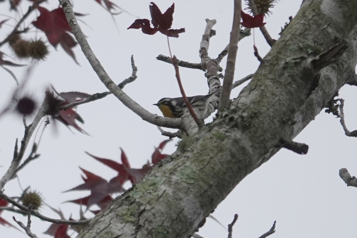 Yellow-throated Warbler - ML643393984