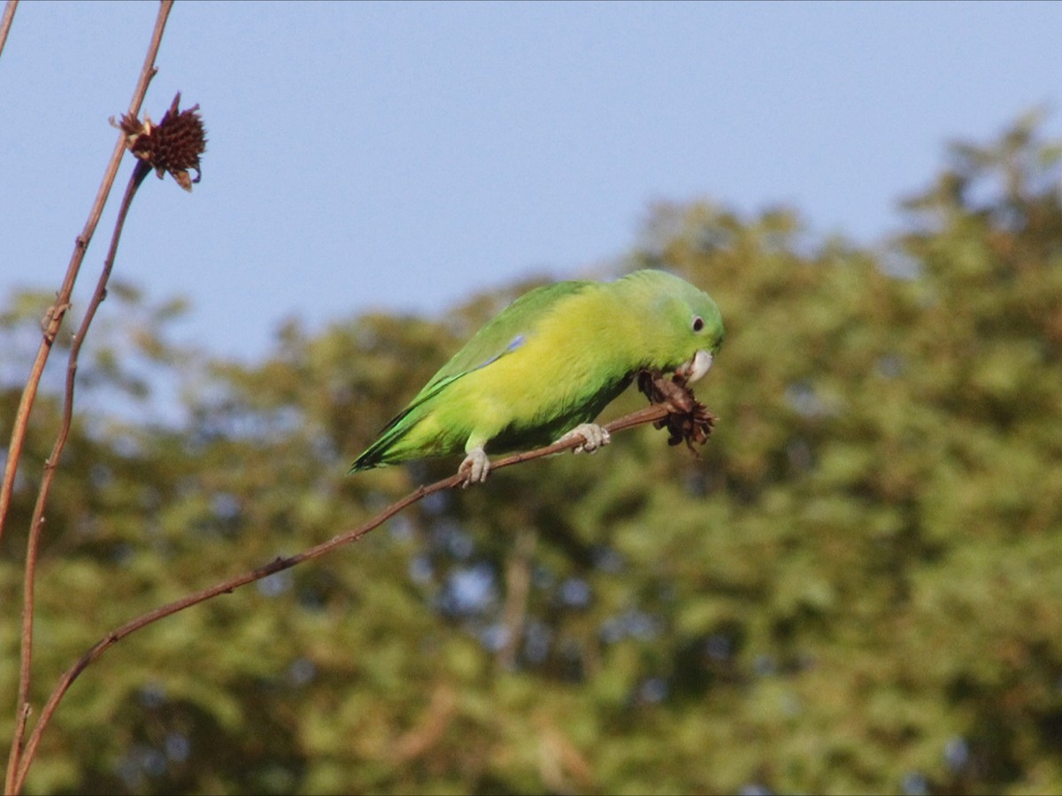 Cobalt-rumped Parrotlet - ML643393986