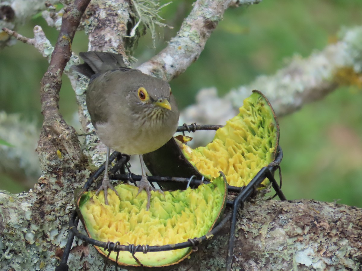 Spectacled Thrush - ML643393987