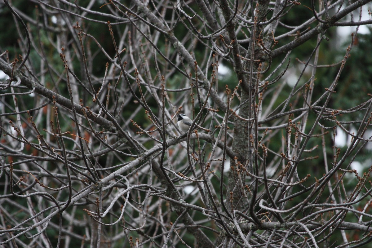 Mésange de Gambel - ML643393988