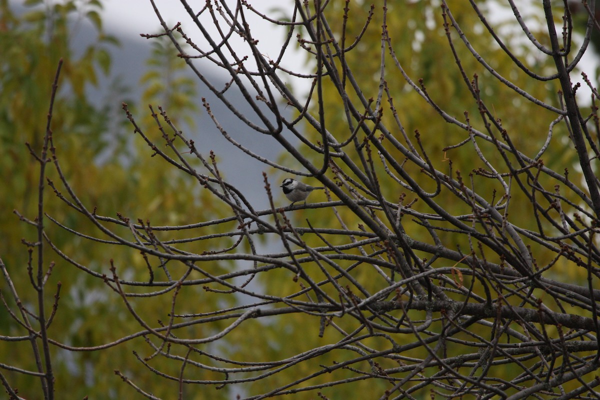 Mésange de Gambel - ML643393989