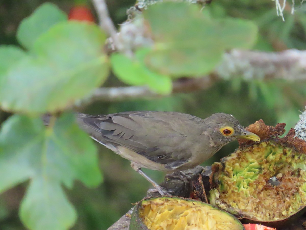 Spectacled Thrush - ML643393991