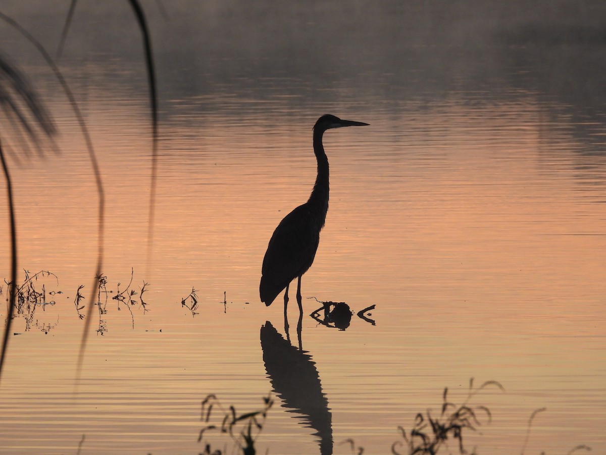 Great Blue Heron - ML643393993