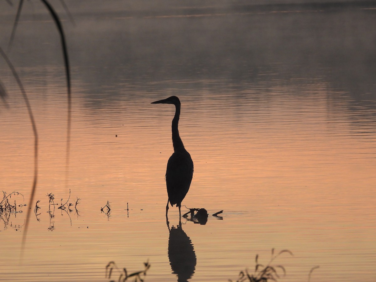Great Blue Heron - ML643393994