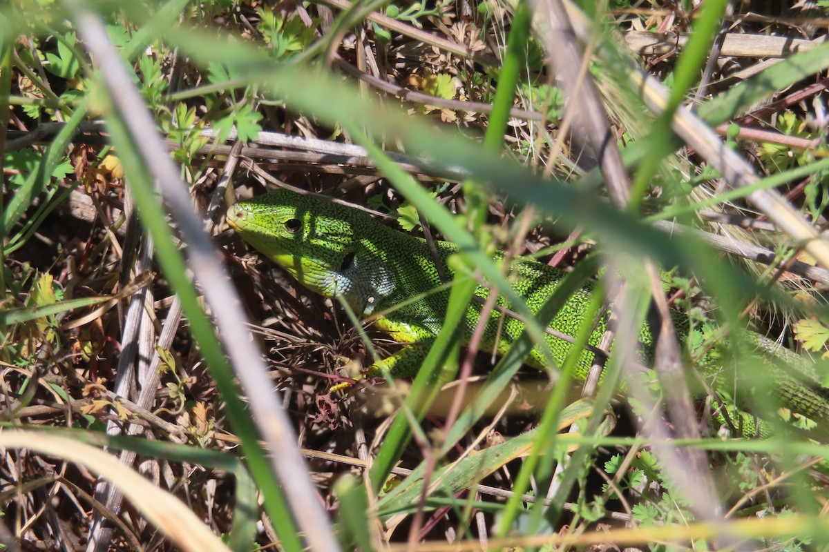 Balkan Green Lizard - ML643393996