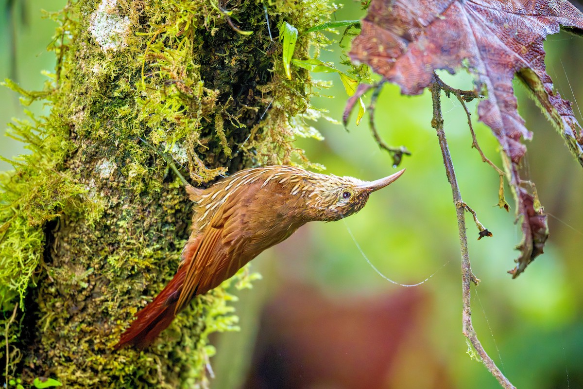 Montane Woodcreeper - ML643394000