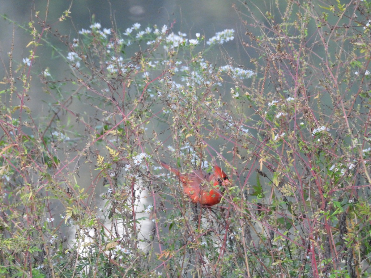 Northern Cardinal - ML643394006