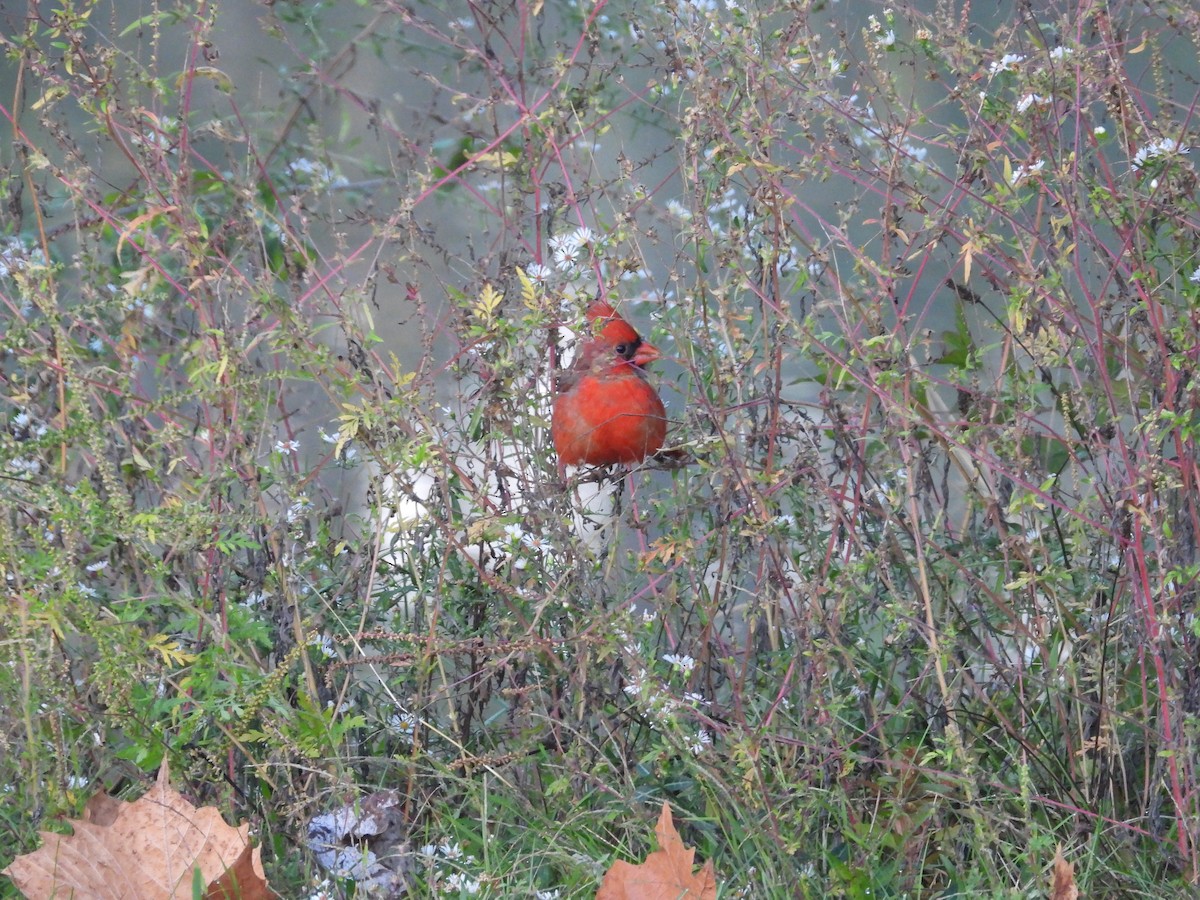 Northern Cardinal - ML643394007