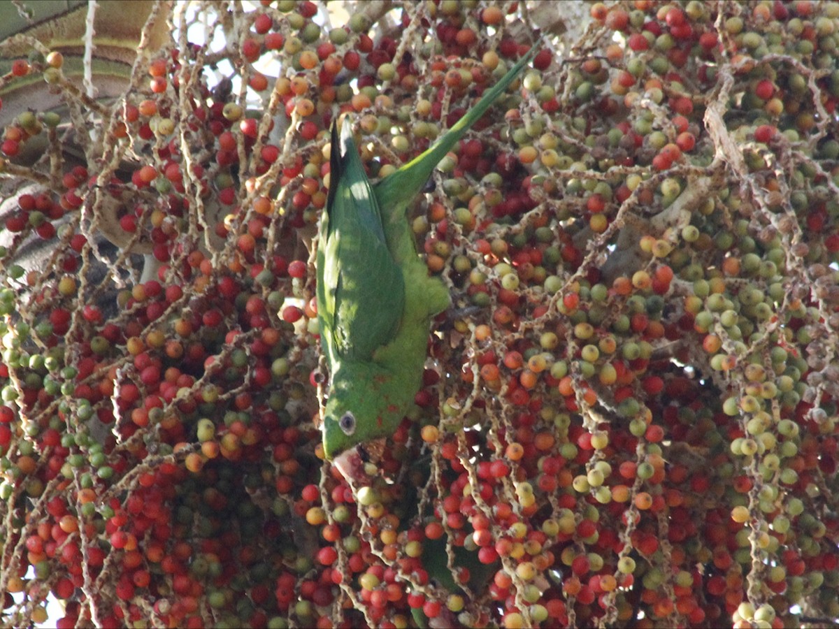 White-eyed Parakeet - ML643394016