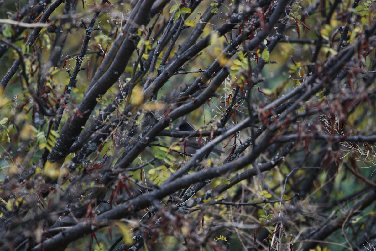 Dark-eyed Junco - ML643394029