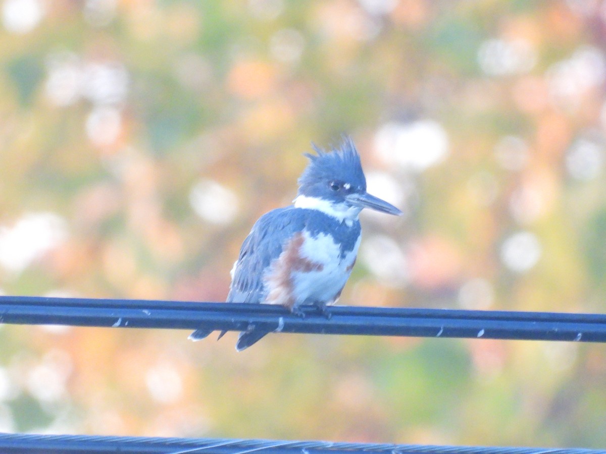 Belted Kingfisher - ML643394032