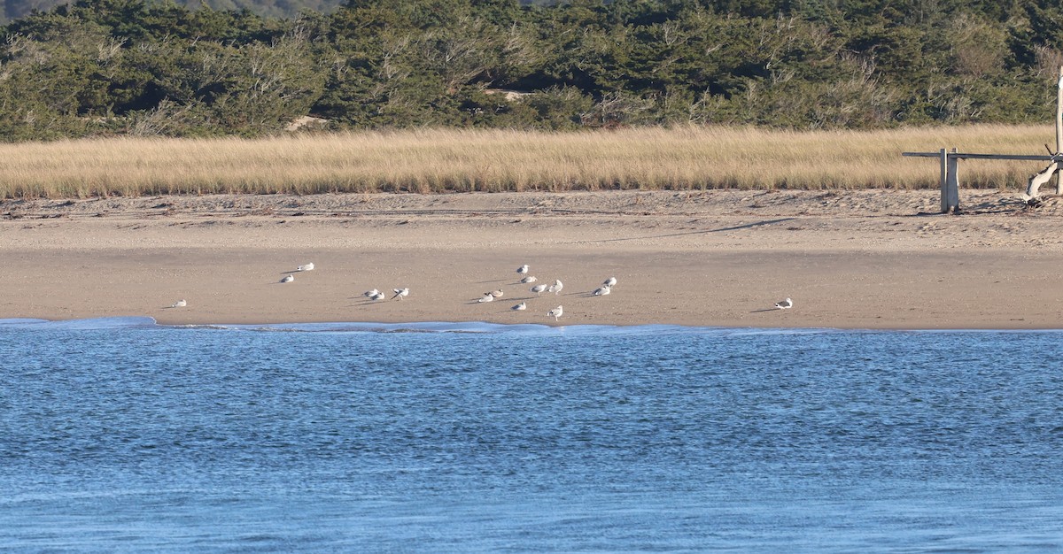 American Herring Gull - ML643394056