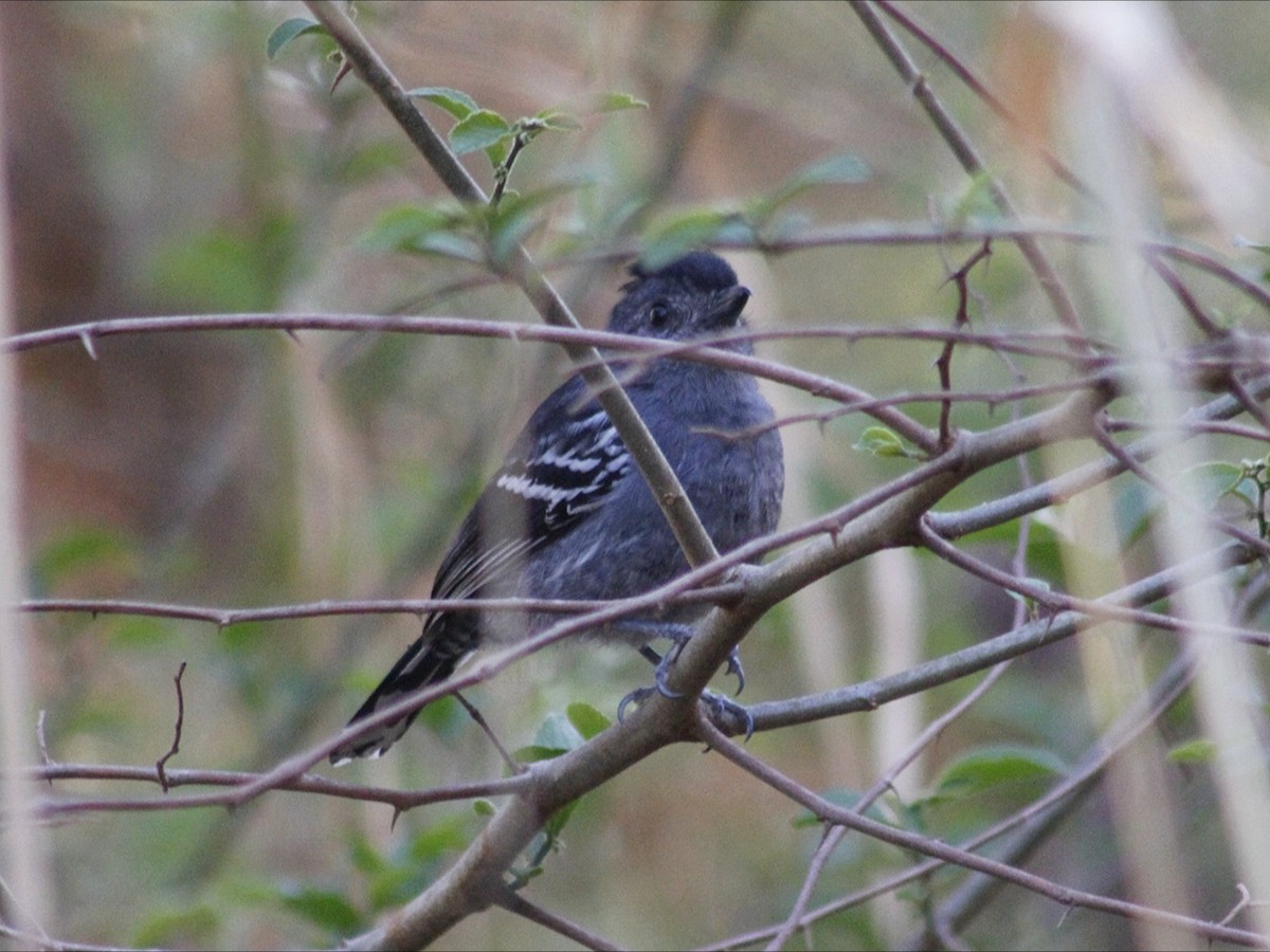 Variable Antshrike - ML643394058
