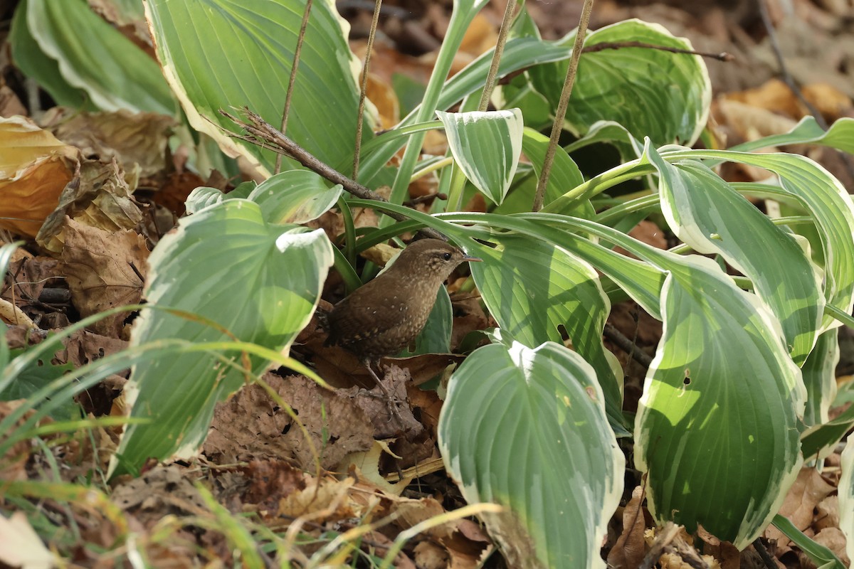 Winter Wren - ML643394062