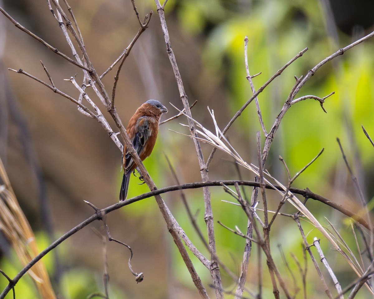 Chestnut Seedeater - ML643394066