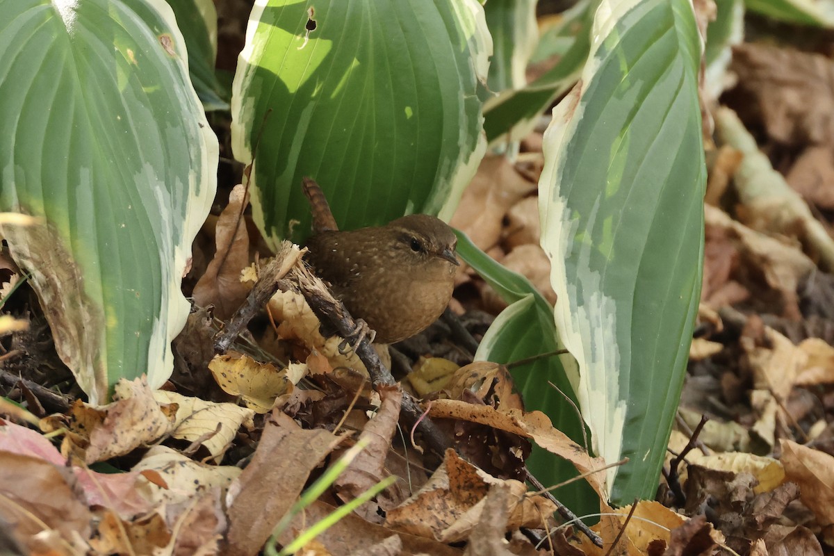 Winter Wren - ML643394067