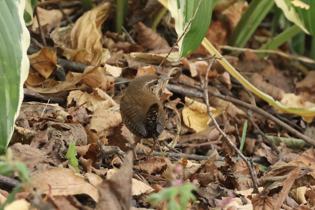 Winter Wren - ML643394068